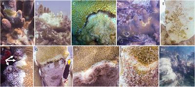 Rapid Population Decline of the Pillar Coral Dendrogyra cylindrus Along the Florida Reef Tract